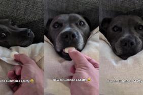 Video Shows the Right Way to Summon This Staffy
