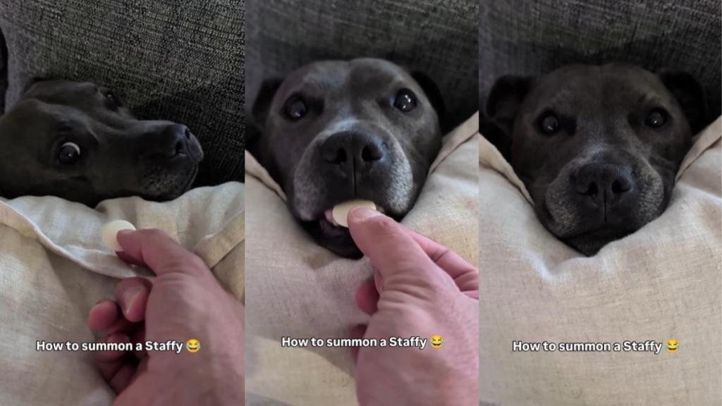 Video Shows the Right Way to Summon This Staffy
