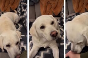 Video: Labrador Starts Doing This the Moment Owners Sit Down to Relax
