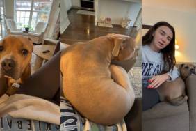 Video: Dog Wants a Seat on the Couch, Doesn't Matter If She Fits In