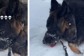 Video: Dog Starts to Munch Snow on His Walk