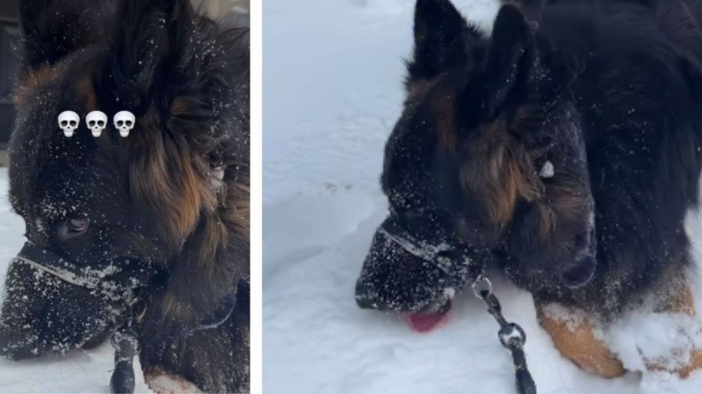 Video: Dog Starts to Munch Snow on His Walk
