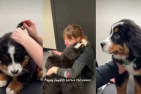 Video: Bernese Mountain Dog Puppies’ Vet Visit Goes Perfectly