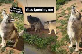 Dog 'Actively' Ignores Owner in Hilarious Video