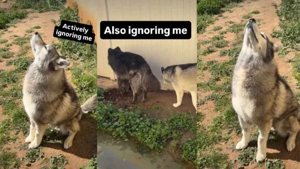 Dog 'Actively' Ignores Owner in Hilarious Video
