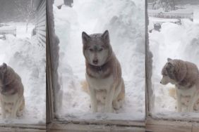 Video: Husky Makes Tough Choice Between Snow & a Treat
