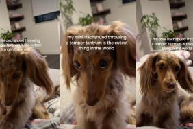 Video: Tiny Dog's Temper Tantrum Is More Cute Than Chaotic