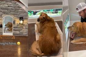 Video: Golden Retriever Is Obsessed With Watching the Fish in His Aquarium