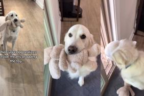Video: Golden Retriever Is Confused When Told to Drop Toy to Go Outside