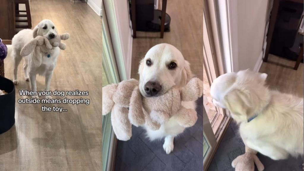 Video: Golden Retriever Is Confused When Told to Drop Toy to Go Outside
