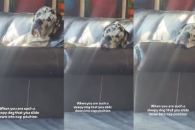Watch a Big Sleepy Dog Slide Into Position for a Nap in Adorable Video