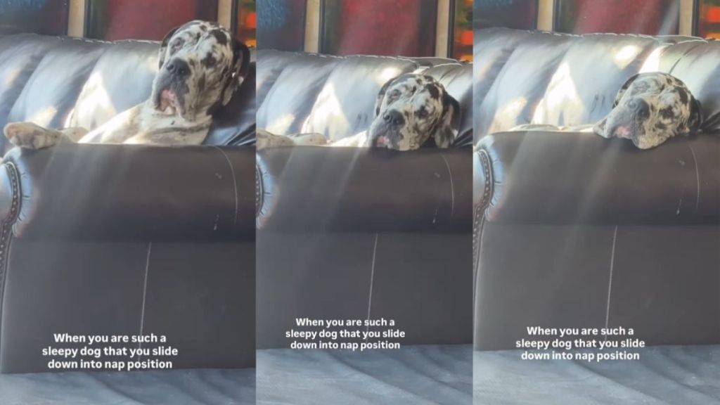 Watch a Big Sleepy Dog Slide Into Position for a Nap in Adorable Video