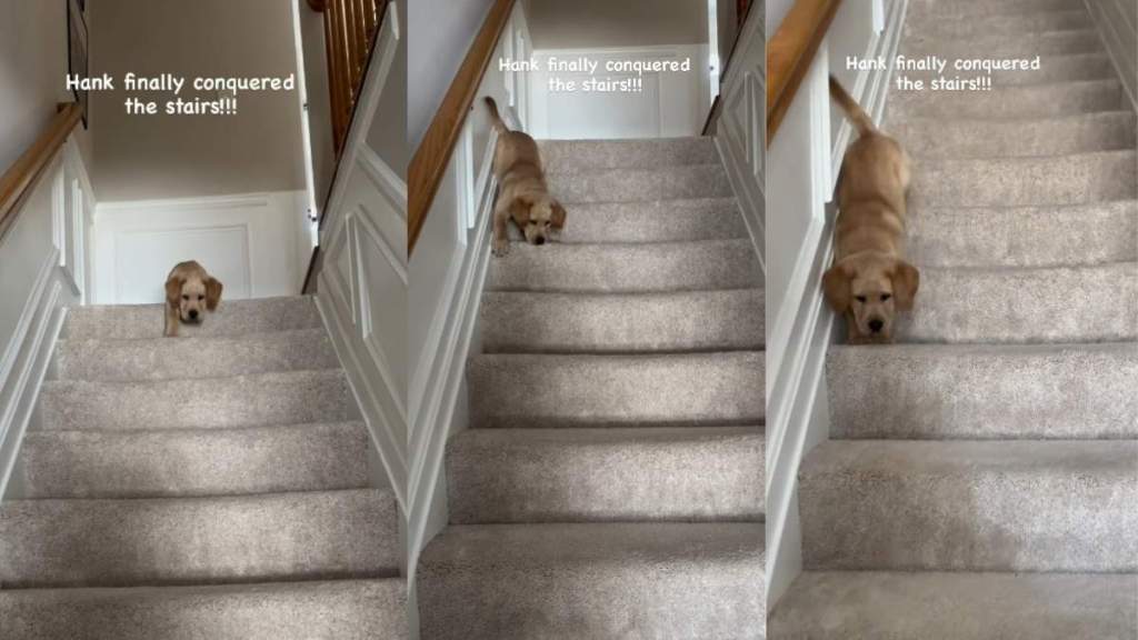 Video of This Puppy 'Conquering' the Stairs Is Everything