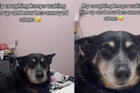 Video: Dog Appears 'Annoyed' by Owner's Coughing