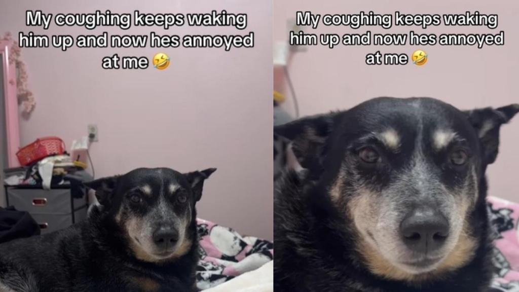 Video: Dog Appears 'Annoyed' by Owner's Coughing