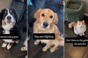 Video: Dogs & Cat Stop Fighting the Moment They’re Caught