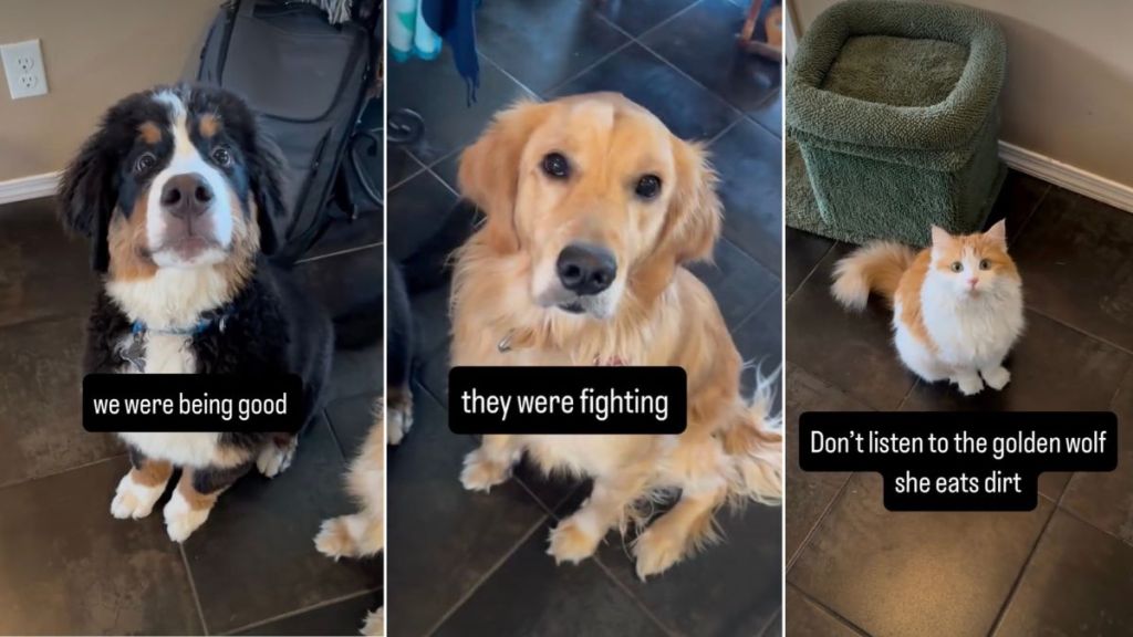 Video: Dogs & Cat Stop Fighting the Moment They’re Caught