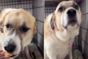 Dog's Reaction After Eating Cheese Is Unlike Anything You've Ever Seen