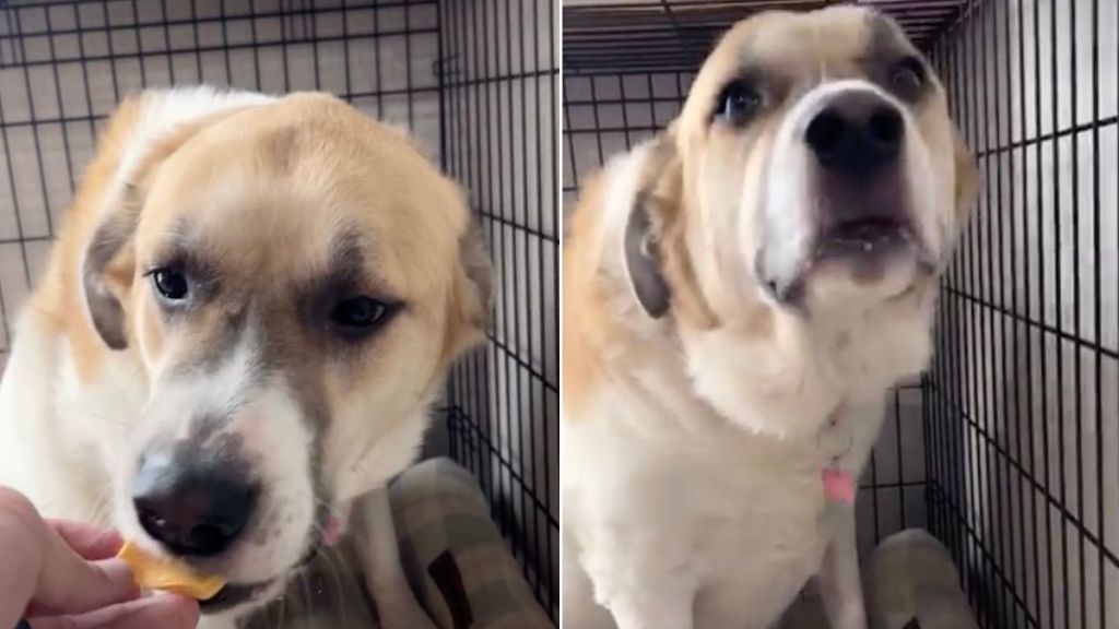 Dog's Reaction After Eating Cheese Is Unlike Anything You've Ever Seen