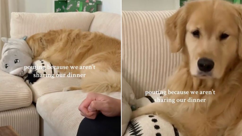 Video: Golden Retriever Does This When Owner Doesn't Share Dinner