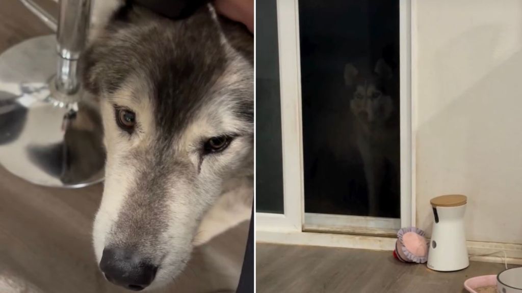 Husky Sets 'Trap' For Furry Brother in Funny Video
