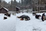 Video: Bernese Mountain Dog Pack in Snow Are Magical