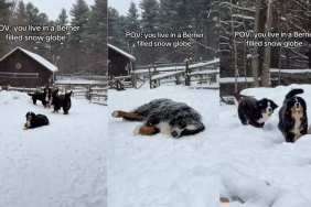 Video: Bernese Mountain Dog Pack in Snow Are Magical