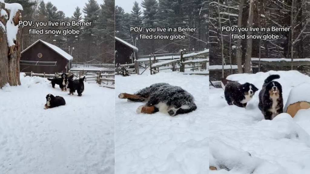 Video: Bernese Mountain Dog Pack in Snow Are Magical