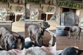 Rescue Dog Wants Love, but Doesn't Trust It Yet in Moving Video
