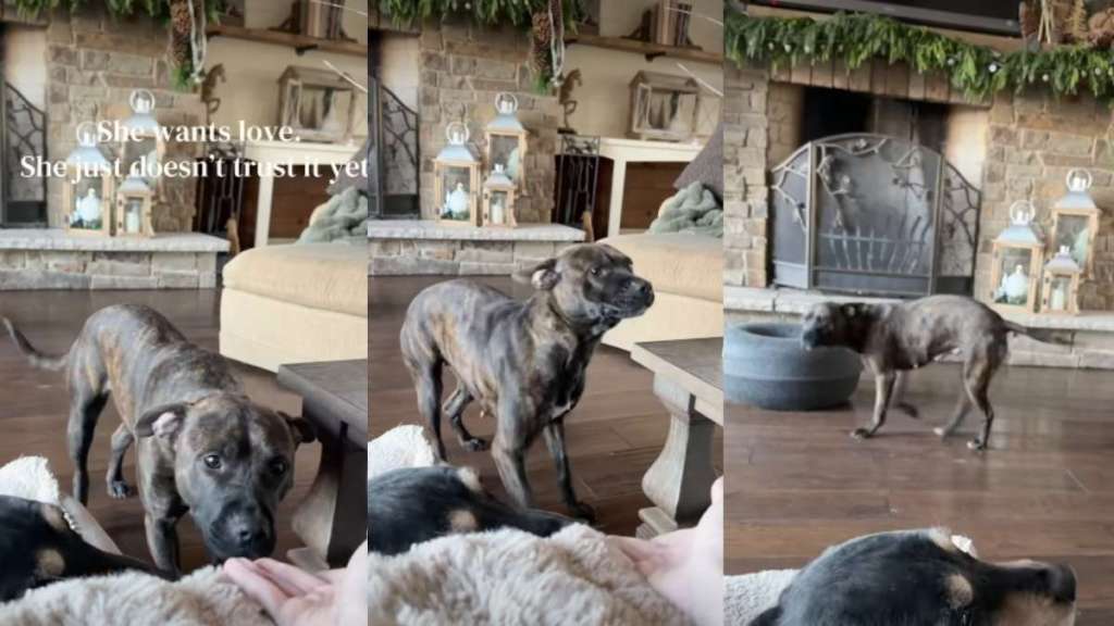 Rescue Dog Wants Love, but Doesn't Trust It Yet in Moving Video
