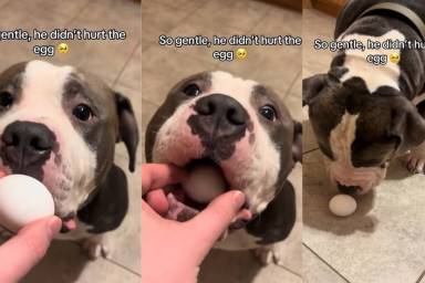 This Dog's Way of Handling an Egg Will Leave You Surprised
