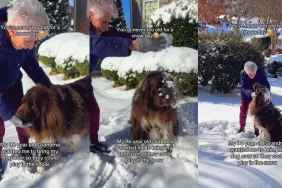 Video of Big Dog & Grandma Playing With Snow Will Make Your Day