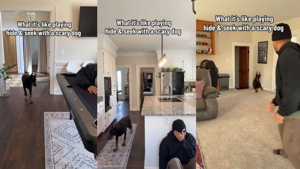 Video Shows What It's Like to Play Hide & Seek With 'Scary Dog'
