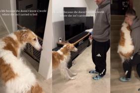 Video: This Dog Won’t Go to Bed Without Dad Carrying Her