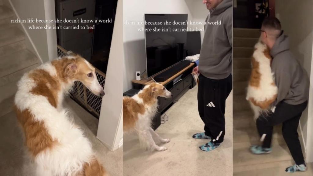 Video: This Dog Won’t Go to Bed Without Dad Carrying Her