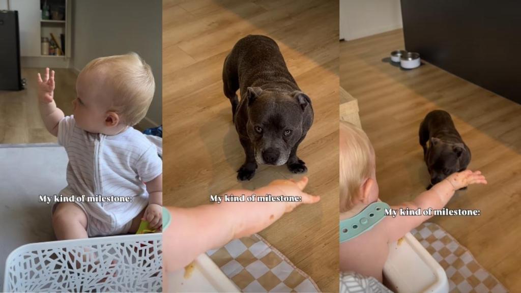 Video: Dog & Baby Deliver a Milestone Moment