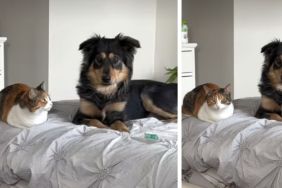 Video: Dog Is Super Surprised to Learn That Cats Meow