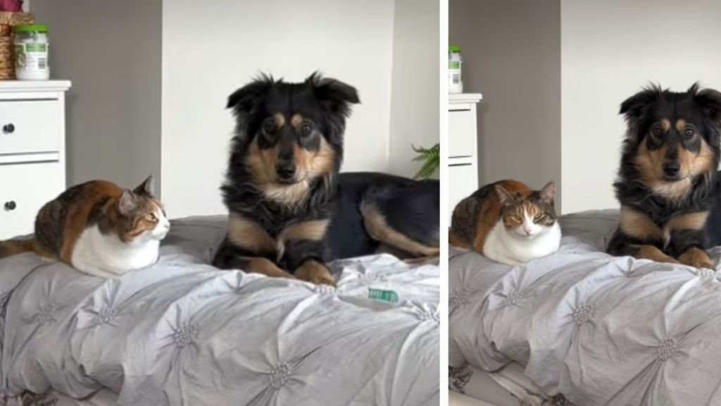 Video: Dog Is Super Surprised to Learn That Cats Meow