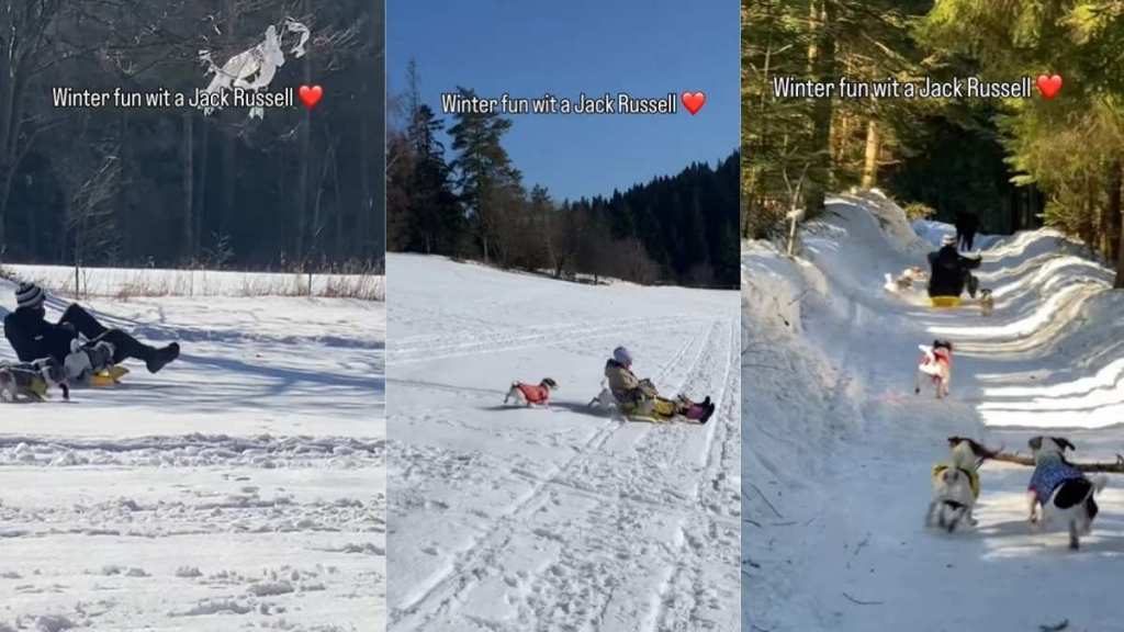 Video: Pack of Jack Russells Reacting to Sledding Is Everything