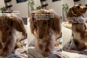 Video: Mini Dachshund Gets 'Sassy & Shy' With Temper Tantrums