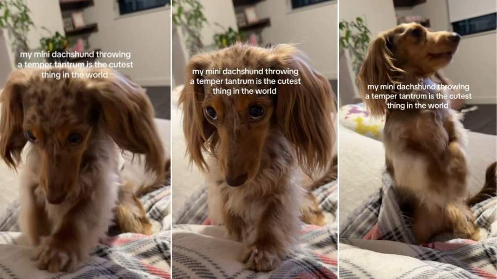 Video: Mini Dachshund Gets 'Sassy & Shy' With Temper Tantrums