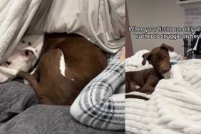 Video: Dog May Snuggle With Furry Sibling, but There's a Catch