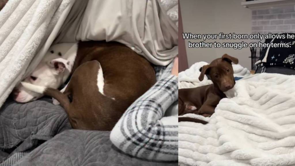 Video: Dog May Snuggle With Furry Sibling, but There's a Catch
