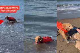 Video: Golden Retriever Is 'Reckless' With His Retrieving Skills