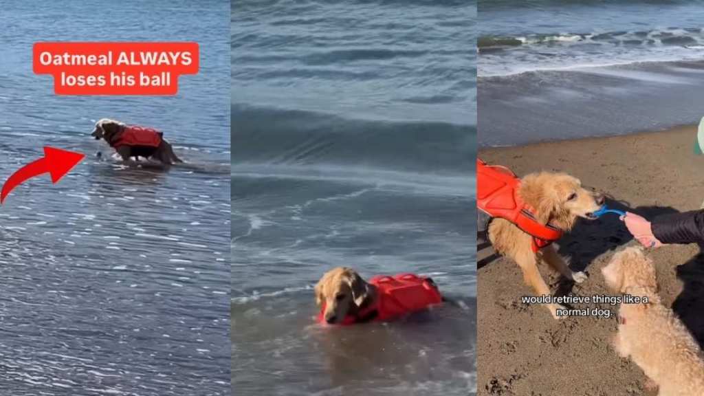 Video: Golden Retriever Is 'Reckless' With His Retrieving Skills