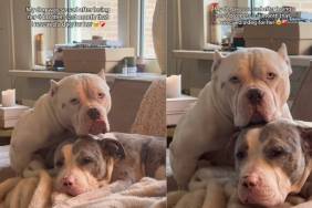 Video: Rescue Dog Comforts Another Dog Who Lost Her Furry Brothers