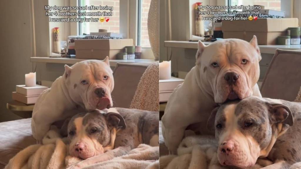 Video: Rescue Dog Comforts Another Dog Who Lost Her Furry Brothers