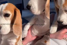 Dog Exposes Owner as Full-Time ‘Service Human’ in Hilarious Video