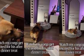 Dog Is More Than Prepared for His After Dinner Treat in Cute Video