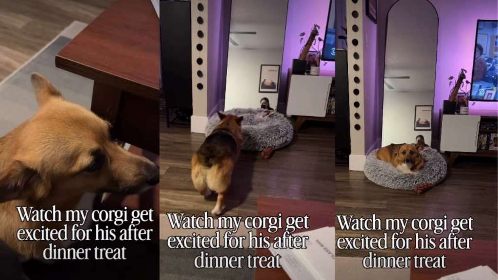 Dog Is More Than Prepared for His After Dinner Treat in Cute Video
